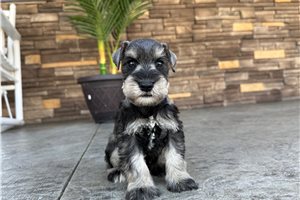 Nemo - Schnauzer, Miniature for sale