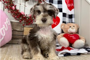 Isaiah - Schnauzer, Miniature for sale
