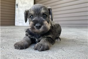 Kennedy - puppy for sale