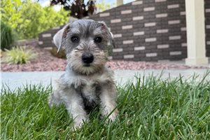 Muriel - Schnauzer, Miniature for sale