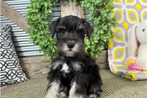 Humphrey - Schnauzer, Miniature for sale