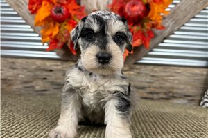 Laney - puppy for sale