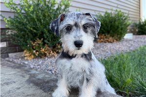 Cleopatra - Miniature Schnauzer for sale