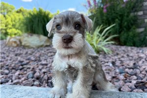 Monty - Schnauzer, Miniature for sale
