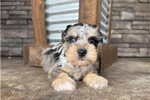 Albert - Schnauzer, Miniature for sale
