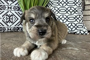 Muriel - Schnauzer, Miniature for sale