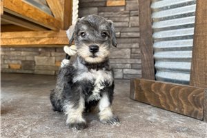 Alvin - Schnauzer, Miniature for sale