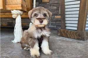 Ambrose - Schnauzer, Miniature for sale