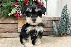 Daphne - Schnauzer, Miniature for sale
