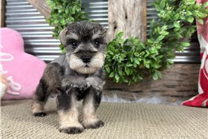 Clarence - Schnauzer, Miniature for sale