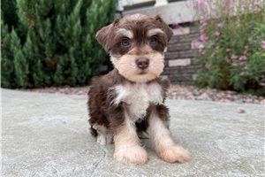 Cloud - Schnauzer, Miniature for sale