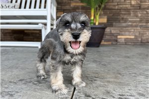 Nash - Schnauzer, Miniature for sale