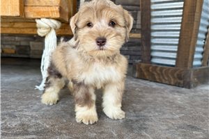 Amigo - Schnauzer, Miniature for sale