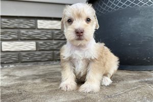 Ashe - puppy for sale
