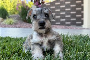 Muriel - Miniature Schnauzer for sale