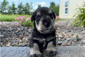 Nemo - puppy for sale