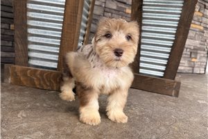 Amigo - Miniature Schnauzer for sale
