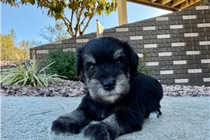 Stewie - Miniature Schnauzer for sale