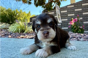 Cloud - puppy for sale