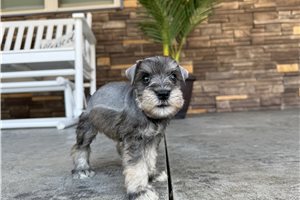 Nash - Schnauzer, Miniature for sale