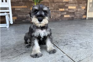 Nemo - Schnauzer, Miniature for sale