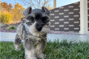 Margaux - Schnauzer, Miniature for sale
