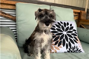 Chuck - Schnauzer, Miniature for sale