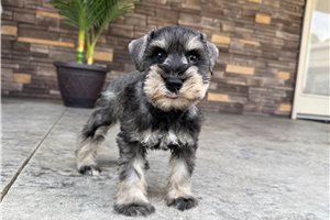 Nemo - Schnauzer, Miniature for sale
