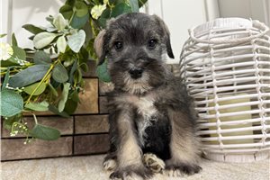 Cirrus - Schnauzer, Miniature for sale