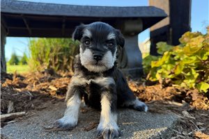 Roxie - Miniature Schnauzer for sale