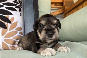 North - Schnauzer, Miniature for sale