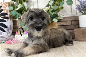 Cirrus - puppy for sale