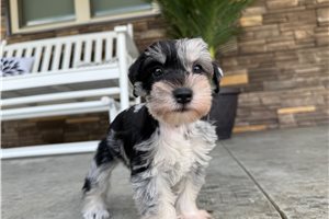 Kaleb - Schnauzer, Miniature for sale