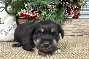 Gunner - Miniature Schnauzer for sale
