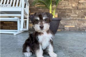 Cloud - Miniature Schnauzer for sale