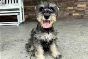 Nemo - Schnauzer, Miniature for sale