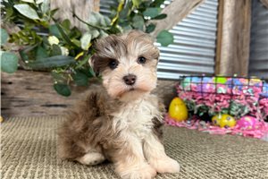 Grace - Schnauzer, Miniature for sale
