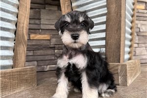 Jake - Schnauzer, Miniature for sale