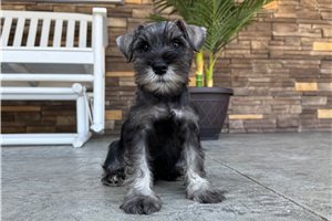 Nugget - Schnauzer, Miniature for sale