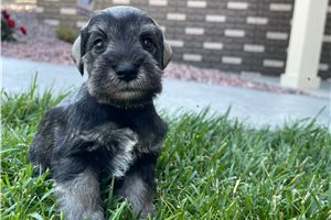 Jeremy - puppy for sale