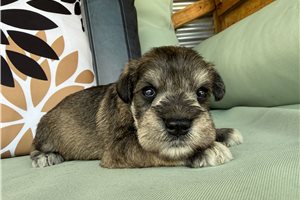 Nash - Schnauzer, Miniature for sale