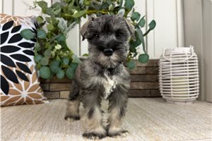 Chuck - puppy for sale