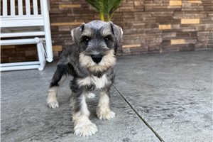 Nico - Schnauzer, Miniature for sale