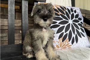 Chuck - Miniature Schnauzer for sale