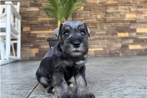 Nugget - Miniature Schnauzer for sale