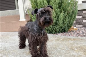 Dulce - puppy for sale