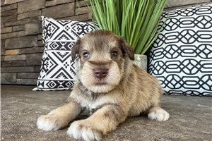 Monty - Schnauzer, Miniature for sale