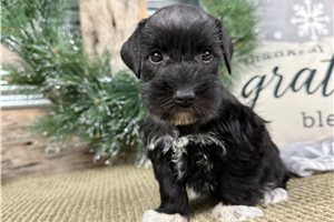Iris - Schnauzer, Miniature for sale