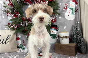 Ariel - Schnauzer, Miniature for sale