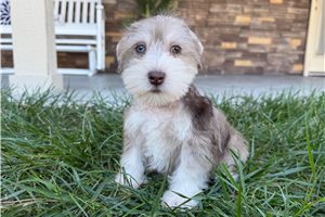 Cudi - Miniature Schnauzer for sale